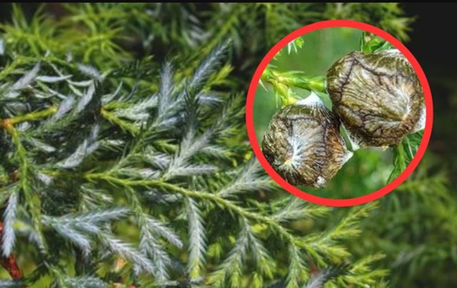 Loại gỗ quý hiếm chỉ 2 quốc gia sở hữu, giới khoa học tìm cách "cứu": Việt Nam còn khoảng 1.000 cây - Ảnh 3.