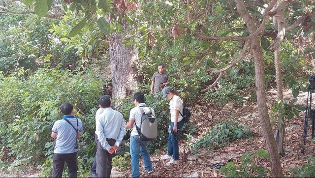 Loại gỗ hiếm bậc nhất thế giới, giới khoa học khẩn cấp bảo tồn: Việt Nam hiện còn khoảng 13 cây cổ thụ - Ảnh 3.