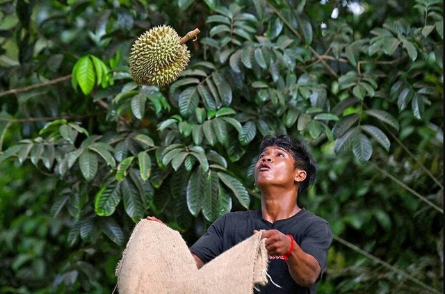 Trái sầu riêng được trả giá gần 1 tỷ đồng có gì đặc biệt: Có nơi tốn hơn 50 triệu đồng chỉ để tưới nước - Ảnh 2.