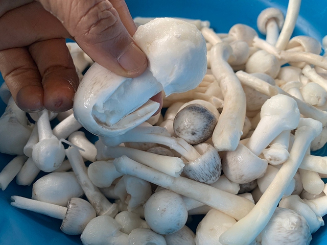 Loài cây kỳ lạ chỉ ra "lộc" một lần trong năm: Người dân canh đúng mùa để hái bán, thu tiền triệu mỗi ngày - Ảnh 3.