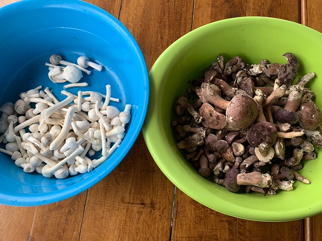 Loài cây kỳ lạ chỉ ra "lộc" một lần trong năm: Người dân canh đúng mùa để hái bán, thu tiền triệu mỗi ngày - Ảnh 4.