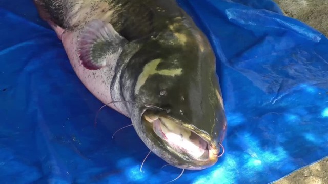 'Thủy quái nước ngọt' dài 2,5m, nặng 110kg bất ngờ mắc câu: 3 người vật lộn suốt 2 giờ mới kéo được lên bờ - Ảnh 2.