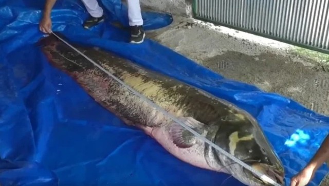 'Thủy quái nước ngọt' dài 2,5m, nặng 110kg bất ngờ mắc câu: 3 người vật lộn suốt 2 giờ mới kéo được lên bờ - Ảnh 1.