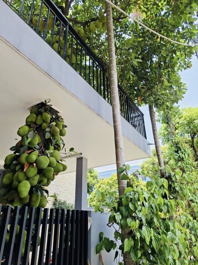 Cây mít trăm quả, mọc chi chít xuyên 2 tầng nhà ở Đà Nẵng, chủ nhà không bán mà để làm 1 việc - Ảnh 2.
