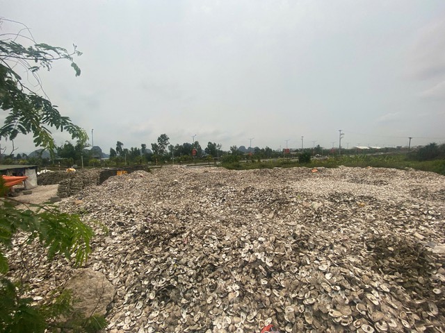Ra quyết định khởi tố chủ cơ sở chế biến hàu Phạm Thị Thắm SN 1978 - Ảnh 1.