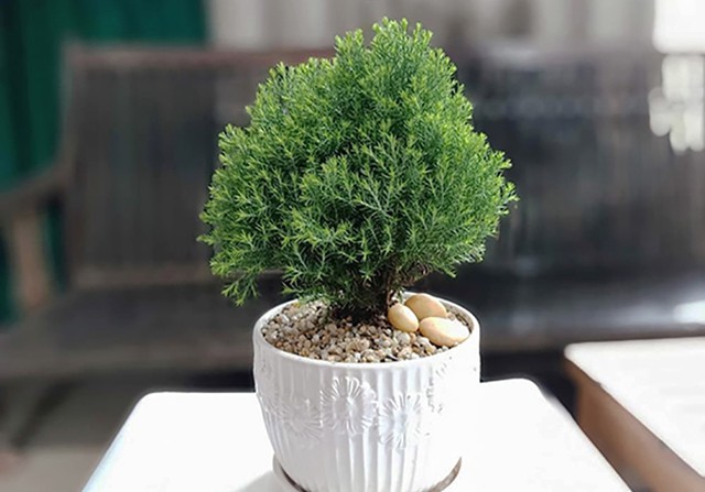 6 loại cây có tác dụng chữa lành, giúp gia chủ vui vẻ yêu đời - Ảnh 1.