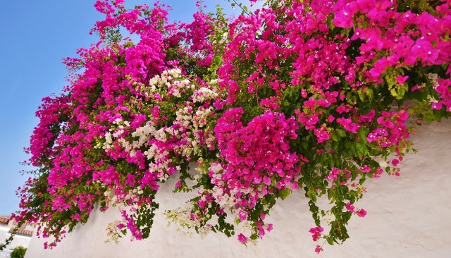 9 l&yacute; do tại sao gia đ&igrave;nh n&agrave;o cũng n&ecirc;n trồng c&acirc;y hoa giấy - Ảnh 1.