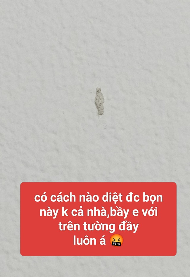 Sinh vật lạ màu trắng xuất hiện trên tường nhà, nhiều người phải thốt lên: Ám ảnh! - Ảnh 1.