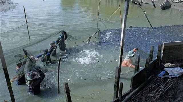 Hàng loạt ao tôm "biến mất" chỉ sau 1 đêm, mặt nước đen đặc loài vật này khiến người dân bất lực cầu cứu - Ảnh 3.