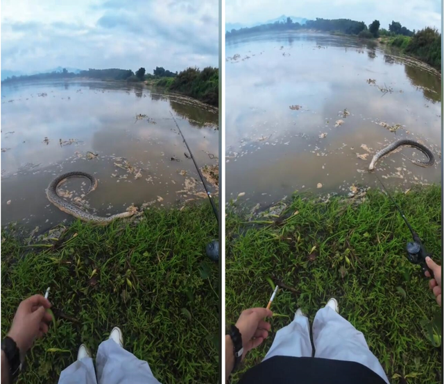 Thấy "lốp xe đen" trôi lững lờ bên bờ sông, người đàn ông tiện tay thả câu: Nhìn kỹ liền sợ tái mặt - Ảnh 1.