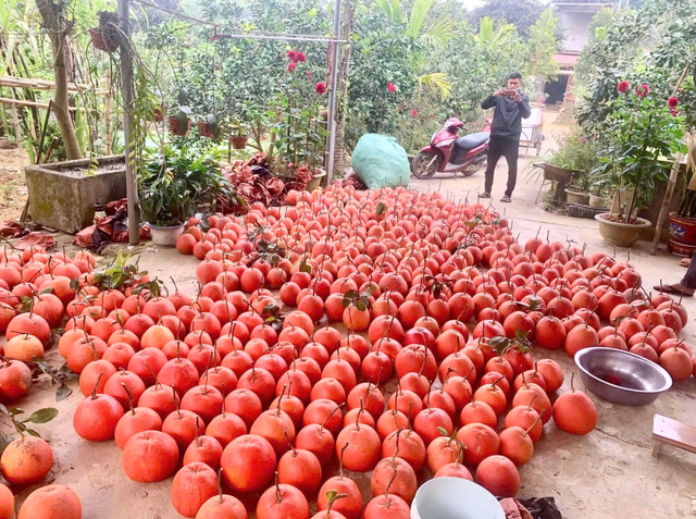 Loại quả Việt Nam lọt top ngon nhất thế giới: Chỉ có ở Thanh Hóa, mỗi năm thu 1 lần, cận vụ càng khó mua - Ảnh 3.