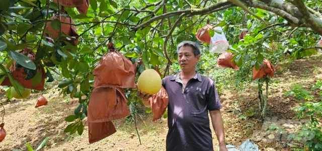 Loại quả Việt Nam lọt top ngon nhất thế giới: Chỉ có ở Thanh Hóa, mỗi năm thu 1 lần, cận vụ càng khó mua - Ảnh 1.