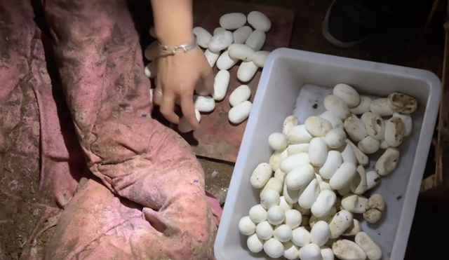 Về nhà sau nửa năm đi xa, chàng trai chết lặng khi thấy thứ phủ kín giường ngủ: Số lượng lên tới hơn 100 - Ảnh 2.