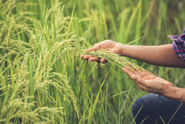 Phát minh của Nga có thể "rung chuyển nền nông nghiệp xanh" toàn cầu: - Ảnh 2.