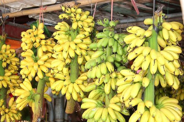 Loại quả ngon nhất thế giới của Việt Nam: Chỉ có ở Ninh Bình, vào mùa là hết sạch, phải đặt trước mới có - Ảnh 1.