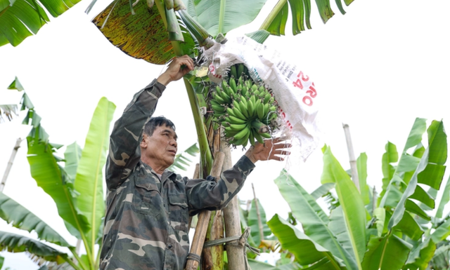 Loại quả ngon nhất thế giới của Việt Nam: Chỉ có ở Ninh Bình, vào mùa là hết sạch, phải đặt trước mới có - Ảnh 2.