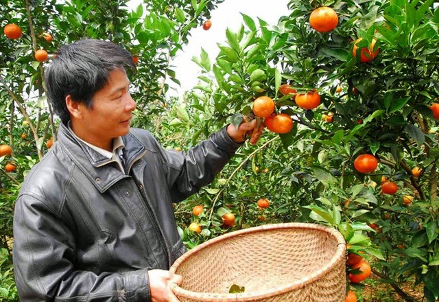 Loại quả Việt Nam lọt top ngon nhất thế giới: Chỉ có ở Nghệ An, từng tiến vua, khách đặt mua khi còn xanh - Ảnh 3.