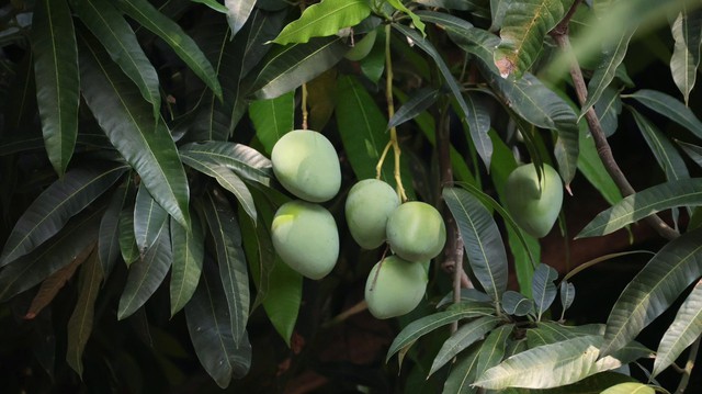 Di tích nổi tiếng ở Hà Nội tổ chức hoạt động riêng cho mùa thi, liên quan tới 1 loại quả - Ảnh 4.