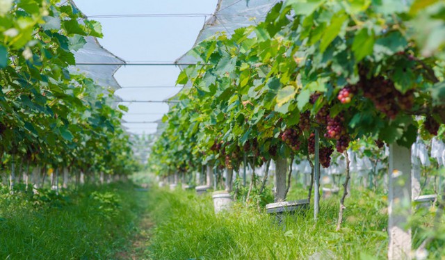 Loại quả lọt top tốt nhất thế giới: Có ở Bắc Ninh, giá 200.000 đồng/kg, nhiều khách trả tiền để tham quan - Ảnh 3.