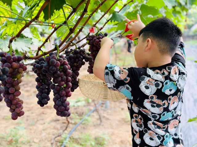 Loại quả lọt top tốt nhất thế giới: Có ở Bắc Ninh, giá 200.000 đồng/kg, nhiều khách trả tiền để tham quan - Ảnh 2.