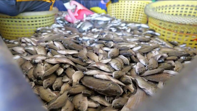 Loài cá khiến hàng loạt ao tôm trống rỗng, láng giềng Việt Nam huy động cả quan chức xuống bắt - Ảnh 2.
