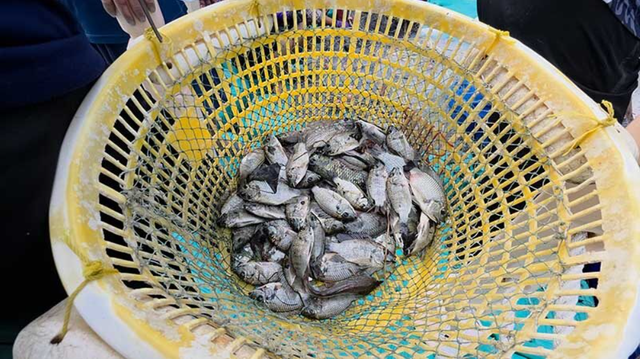 Loài cá khiến hàng loạt ao tôm trống rỗng, láng giềng Việt Nam huy động cả quan chức xuống bắt - Ảnh 1.
