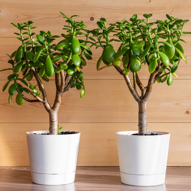 Vì sao không nên đặt cây xương rồng trước cửa nhà? Đây là điều nhiều gia đình chưa biết - Ảnh 2.
