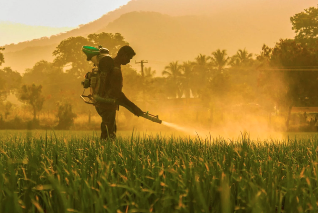 Nông dân Nhật Bản phát minh lưới màu đỏ "đánh lừa" thị giác côn trùng, giảm 50% lượng thuốc trừ sâu - Ảnh 2.