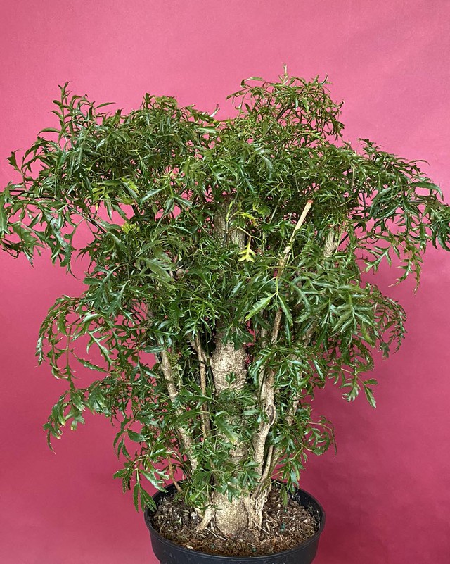 4 l&yacute; do v&igrave; sao n&ecirc;n trồng một c&acirc;y đinh lăng ở cổng nh&agrave; - Ảnh 2.