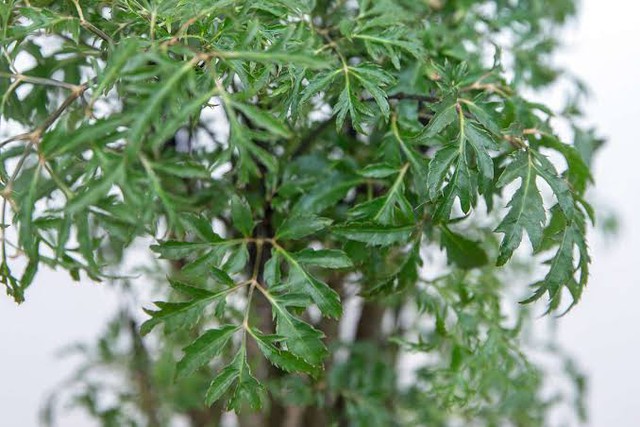 4 l&yacute; do v&igrave; sao n&ecirc;n trồng một c&acirc;y đinh lăng ở cổng nh&agrave; - Ảnh 1.