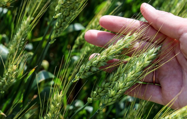 Kỹ sư Nga tìm ra "bản đồ gen" giúp lúa mì cho năng suất cao hơn - Ảnh 2.