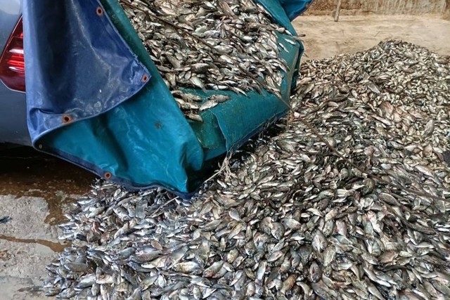 Đi bắt cá về ăn tối, người đàn ông kéo lên gần 200 kg thứ phủ kín thuyền: Chuyên gia chỉ ra điều đáng lo - Ảnh 2.
