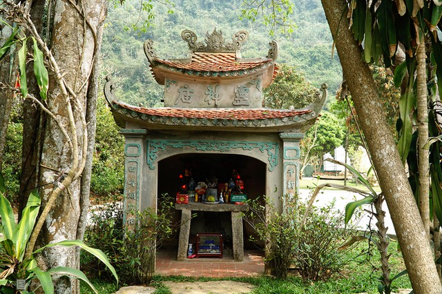 Phát hiện cây đa hơn 1.000 năm tuổi
