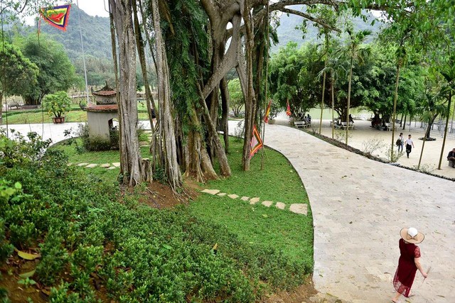 Phát hiện cây đa hơn 1.000 năm tuổi