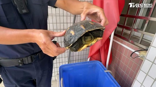 Sau nhiều ngày mưa lớn, người dân phát hiện cảnh tượng hiếm gặp trên đường: Cảnh sát lập tức có mặt - Ảnh 3. Sau nhiều ngày mưa lớn, người dân phát hiện cảnh tượng hiếm gặp trên đường: Cảnh sát lập tức có mặt - Ảnh 3.
