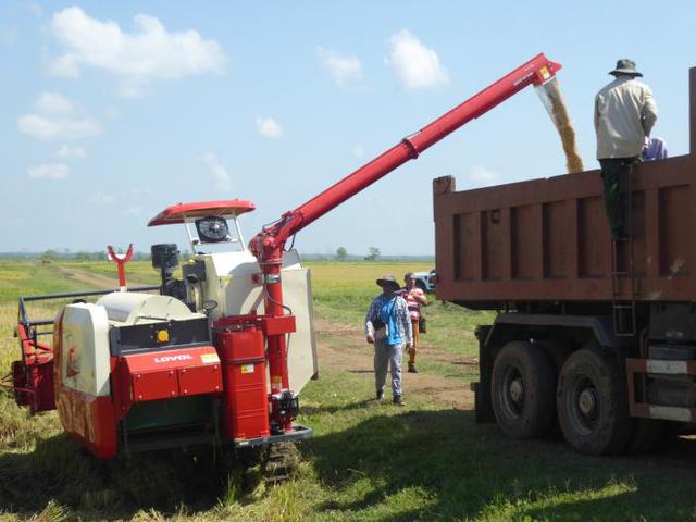 Nhờ Việt Nam, 1 huyện của Cuba vừa gặt lúa với năng suất chưa từng có - Ảnh 4. Nhờ Việt Nam, 1 huyện của Cuba vừa gặt lúa với năng suất chưa từng có - Ảnh 4.