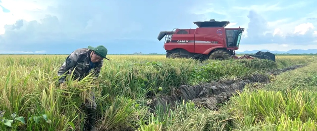 Nhờ Việt Nam, 1 huyện của Cuba vừa gặt lúa với năng suất chưa từng có - Ảnh 3. Nhờ Việt Nam, 1 huyện của Cuba vừa gặt lúa với năng suất chưa từng có - Ảnh 3.