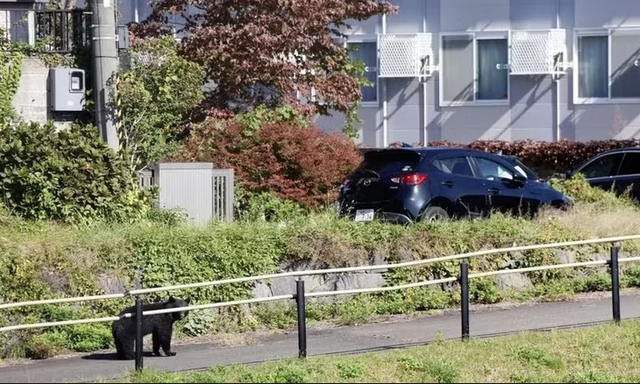 Vì sao chính quyền Tokyo sẽ cho săn 34 con gấu đen mỗi năm sau gần hai thập kỷ bảo vệ nghiêm ngặt? - Ảnh 1.