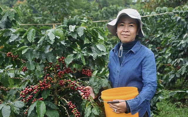 Ngành cà phê đang phát triển mạnh của Campuchia đối mặt với nguy cơ sốc nhiệt do tác động gia tăng của El Niño - Ảnh 1.