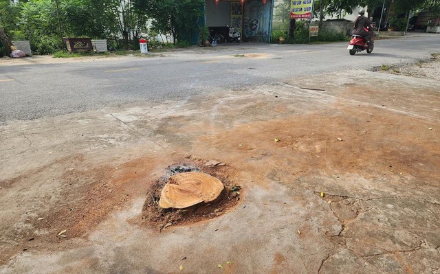 Vụ cưa cây đổ ra đường, đè người đi xe máy tử vong ở Thanh Hóa: Gia đình nạn nhân lên tiếng - Ảnh 1.