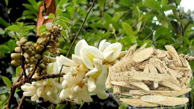 Anh nông dân quyết trồng loại củ sâm nam ở độ sâu 20cm: 5 năm sau, "báu vật tiền tỷ" xuất hiện - Ảnh 2.