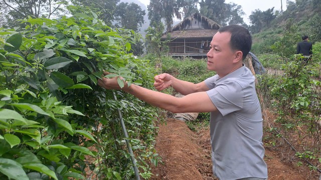 Anh nông dân quyết trồng loại củ sâm nam ở độ sâu 20cm: 5 năm sau, "báu vật tiền tỷ" xuất hiện - Ảnh 3.