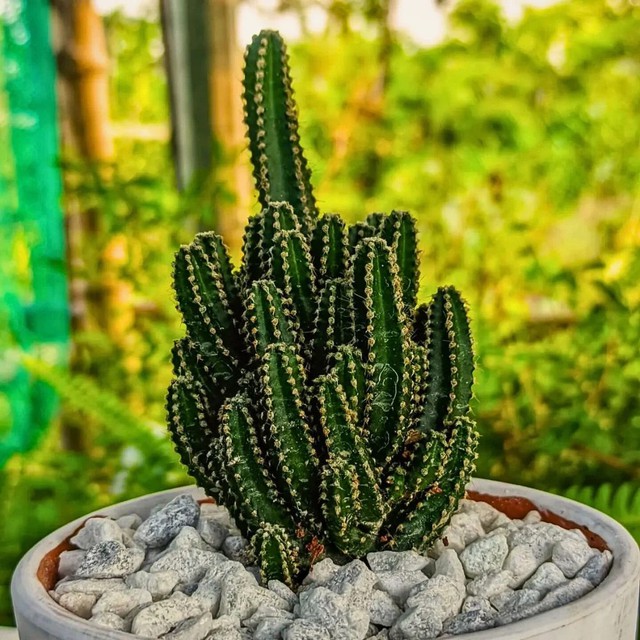 6 lời khuy&ecirc;n d&agrave;nh cho tất cả những gia đ&igrave;nh đang trồng c&acirc;y xương rồng - Ảnh 2.
