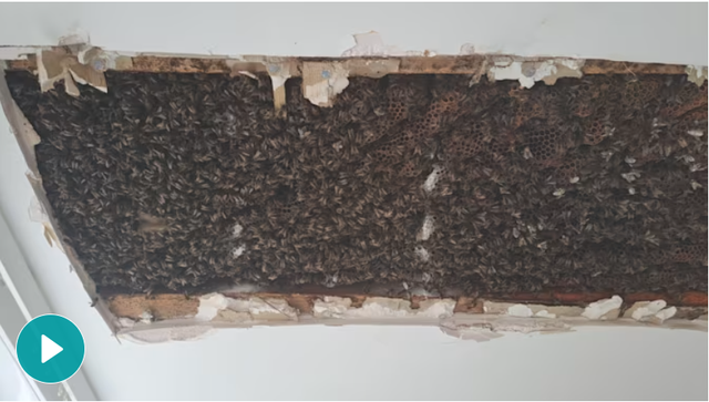 Trở về nhà sau thời gian đi vắng, chủ nhà chết lặng trước cảnh tượng ở phòng ngủ: Số lượng lên tới 25.000 - Ảnh 1.