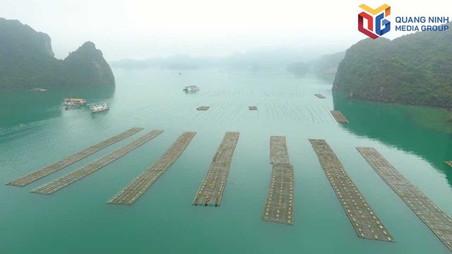 Quảng Ninh giấu một "kho b&aacute;u" dưới biển, những &aacute;nh lấp l&aacute;nh được tạo n&ecirc;n từ cuộc thử th&aacute;ch sinh mệnh - Ảnh 1.