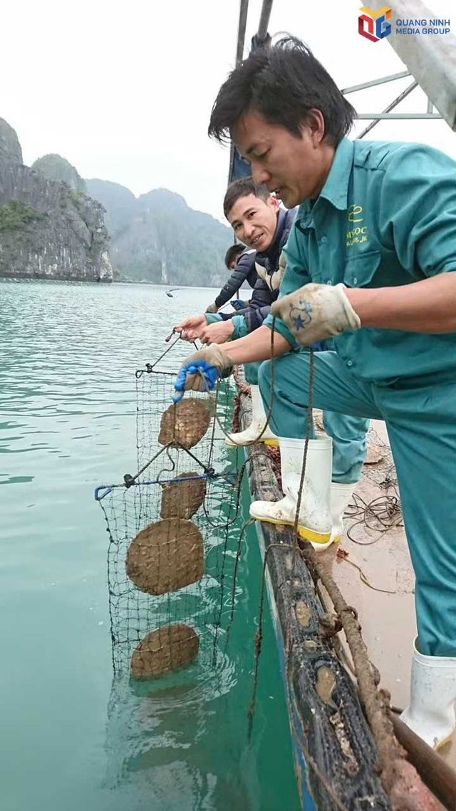 Quảng Ninh giấu một "kho b&aacute;u" dưới biển, những &aacute;nh lấp l&aacute;nh được tạo n&ecirc;n từ cuộc thử th&aacute;ch sinh mệnh - Ảnh 2.