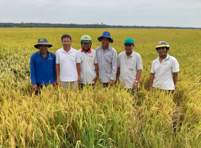 Khi đất được nuôi dưỡng, người trồng lúa đổi cách làm - Ảnh 1.