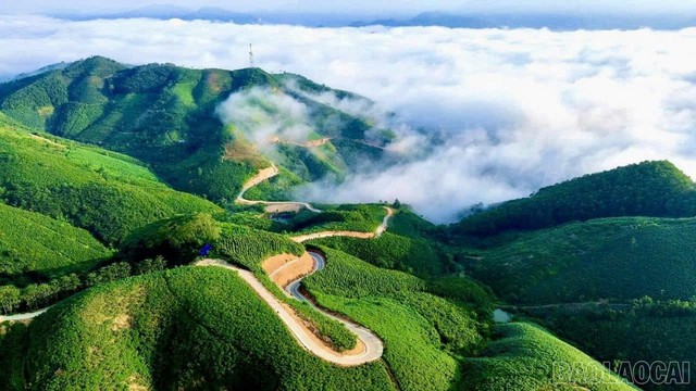 Siêu vùng quế143.000ha của Việt Nam: Nắm giữ loài cây "chạm mây", cứ trồng là hái ra tiền triệu USD - Ảnh 2. Siêu vùng quế143.000ha của Việt Nam: Nắm giữ loài cây "chạm mây", cứ trồng là hái ra tiền triệu USD - Ảnh 2.