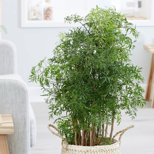 V&igrave; sao nhiều gia đ&igrave;nh trồng 1 c&acirc;y đinh lăng trước nh&agrave;? H&oacute;a ra kh&ocirc;ng chỉ để lấy l&aacute; ăn - Ảnh 1.