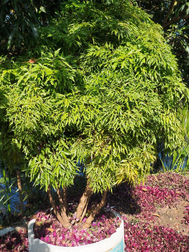 V&igrave; sao nhiều gia đ&igrave;nh trồng 1 c&acirc;y đinh lăng trước nh&agrave;? H&oacute;a ra kh&ocirc;ng chỉ để lấy l&aacute; ăn - Ảnh 2.